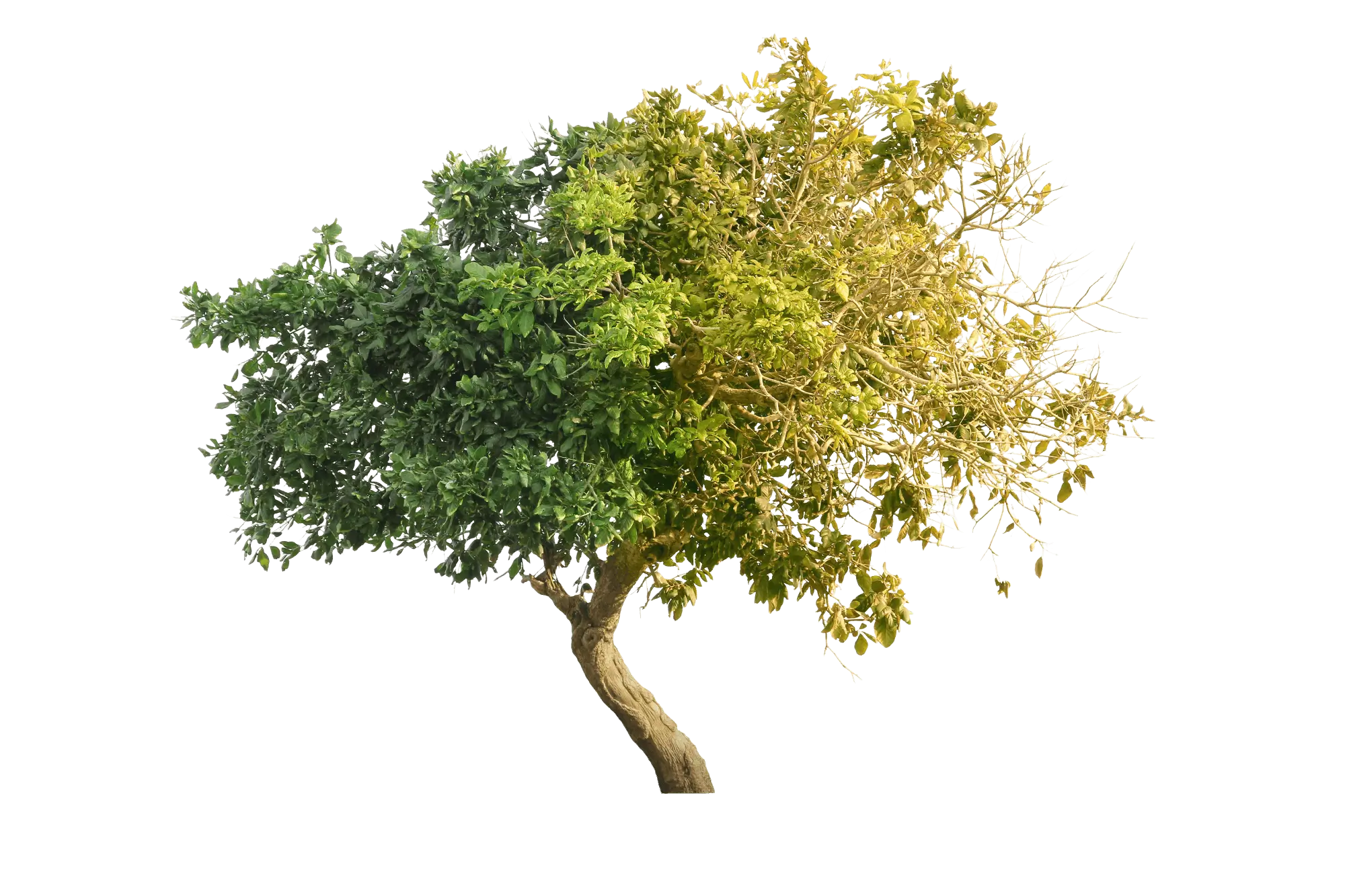 Tree with green and brown foliage contrast.